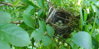 Bird Nest Making Webinar