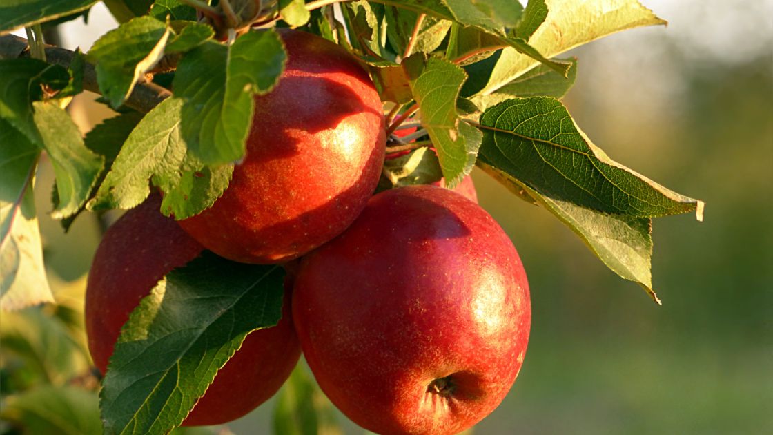 Healthy Fruit Apple